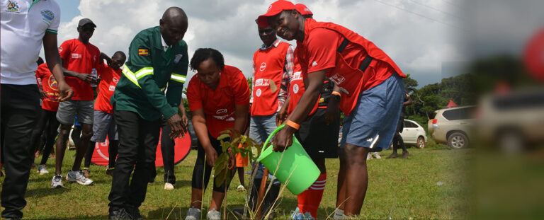 tree planting